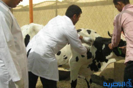 ذي قار تحذر من تفشي الحمى القلاعية بين المواشي بسبب قلة اللقاحات