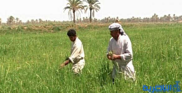  المصرف الزراعي في ذي قار يوقف ترويج معاملات الاقراض للفلاحين