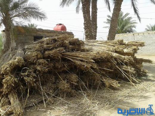 بالصور :كيف تبنى مضايف الناصرية ، بيوت القصب التي تحضى بمنزلة برلمان