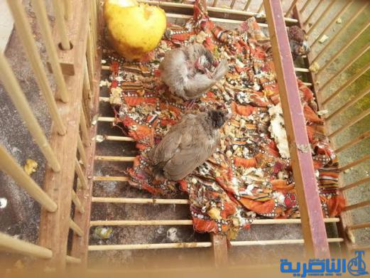 بالصور : ريف الشطرة يشهد ابشع عمليات التهريب لصاحب الخد الأبيض