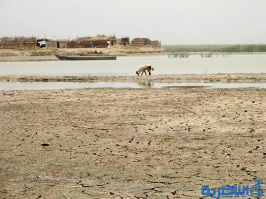  بالصور : اهوار الناصرية تجف ، والتنوع الاحيائي فيها مهدد بالفناء