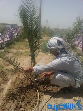 بلدية الفهود تباشر بزراعة 25 فسيلة نخيل