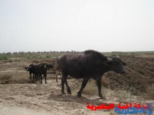 زراعة ذي قار تعلن عن  ترقيم أكثر من 400 ألف رأس من الأبقار والمواشي
