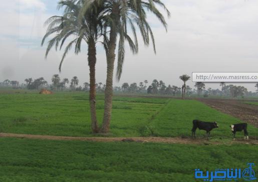 المصرف الزراعي في الناصرية يطالب باسترداد ثلاثة مليار دينار بذمة الفلاحين ضمن قروض المبادرة الزراعية 