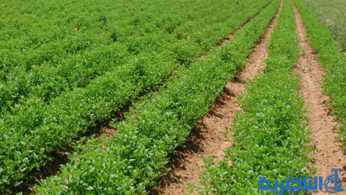 الامم المتحدة تخصص سبعة ملايين دولار لتمويل مشاريع زراعية في ذي قار