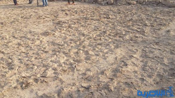 حكومة ذي قار تحمل مفتشية الاثار مسؤولية نهب موقع اثري في سوق الشيوخ
