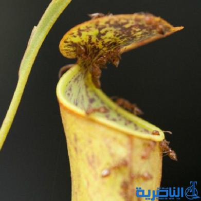 نبات يستخدم قطرات المطر لاصطياد النمل