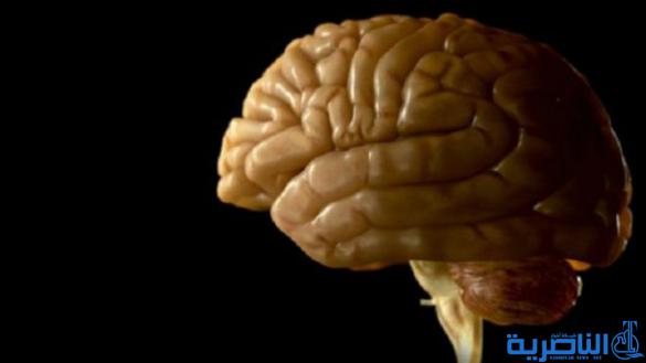 تجعيدة في المخ &quot;لها دور في الإصابة بالهلوسة&quot;