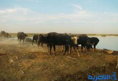 مربو الجاموس ينزحون من كرمة بني سعيد بسبب ازمة شح المياه
