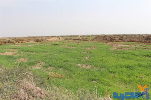 تعثر اتمام الرية الاولى للخطة الزراعية في محافظة ذي قار