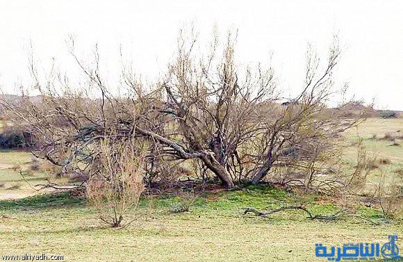انحسار عمليات قطع الغضا و صيد الطيور في بادية الناصرية