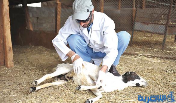  اغلاق ثلاث عيادات بيطرية غير مجازة في الشطرة