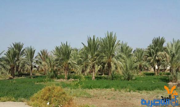ذي قار تطالب بدعم مركزي لإنتاج تمور نخيلها