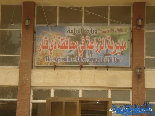  زراعة ذي قار تتوقع ارتفاع كميات الحنطة والشعير المسوقة الى 200 الف طن