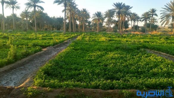ذي قار تطالب بوقف زراعة الشلب في محافظات الفرات الاوسط