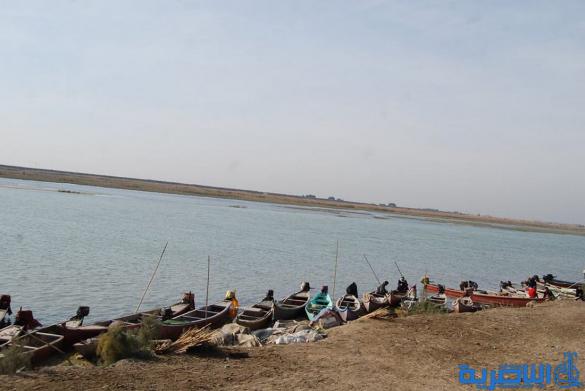 بيئة ذي قار تواصل حملاتها التثقيفية ضد الصيد الجائر في اهوار المحافظة - تقرير مصور -