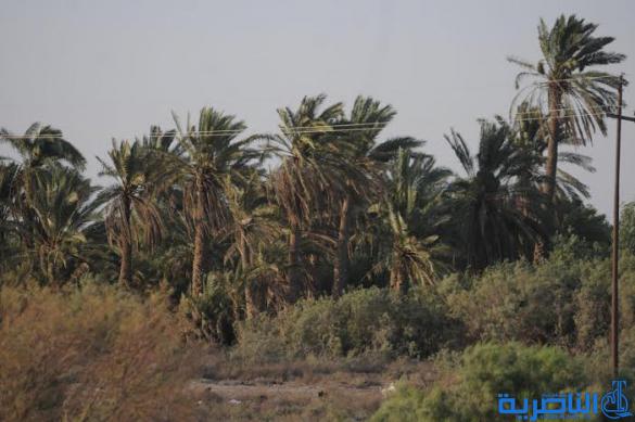 الضباع والذئاب تحاصر قرية في ذي قار ،والاهالي ينزحون حفاظا على ارواحهم ومواشيهم - تقرير مصور -