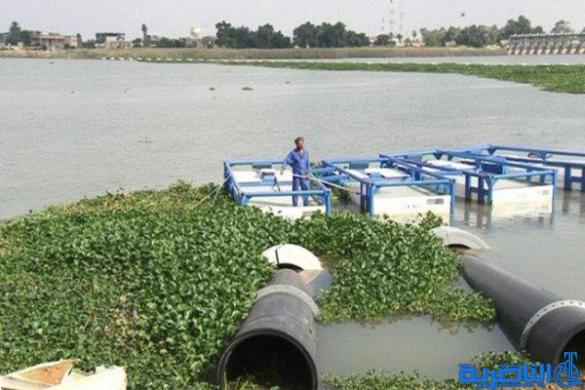 ذي قار تحذر من عودة زهرة النيل ما لم تطلق بغداد التخصيصات الكافية لمكافحتها