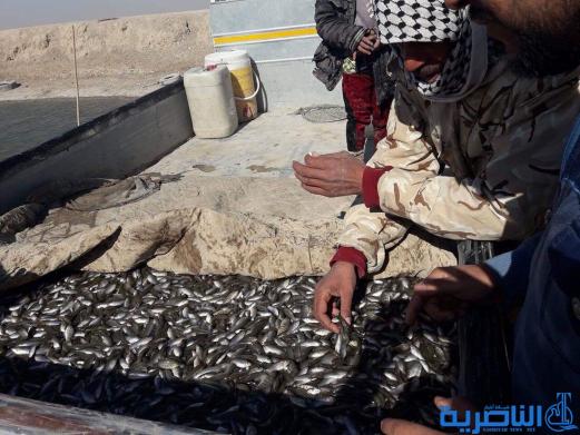 بالصور .. رصد عمليات صيد جائر لاصبعيات سمكية في اهوار الجبايش