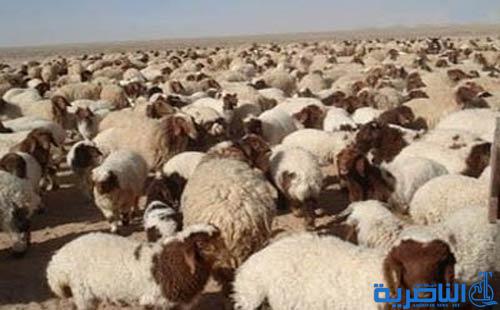 بلدية الناصرية تصادر مواشي بسبب رعيها داخل الاحياء السكنية