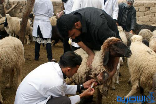  بيطرة ذي قار تطلق حملة تلقيح مجانية ضد ثلاثة امراض خطيرة لدى المواشي