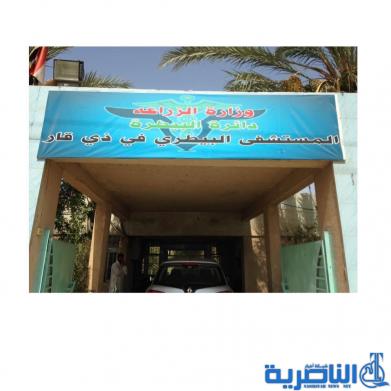 بيطرة ذي قار تلقح 98% من المواشي ضد التهاب الجلد والبروسيلا