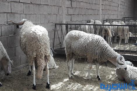  سوق الشيوخ تطلق حملة واسعة لحظر الرعي العشوائي داخل المدينة