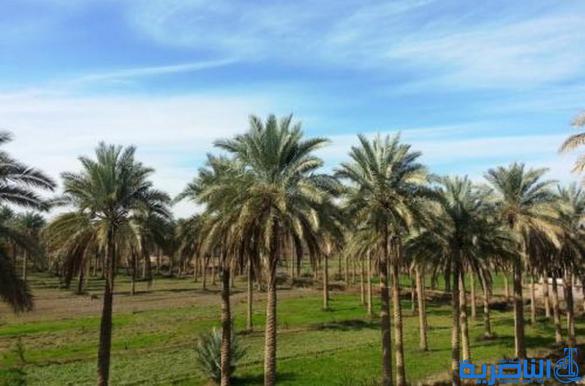  البطحاء :اكثر من 200 مزارع يتقدمون بطلبات تعويض نتيجة موجة المطر الاخيرة  