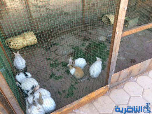 البلدية تعيد تاهيل متنزه الناصرية وتزوده بحديقة حيوانات وبحيرة اسماك - تقرير مصور -