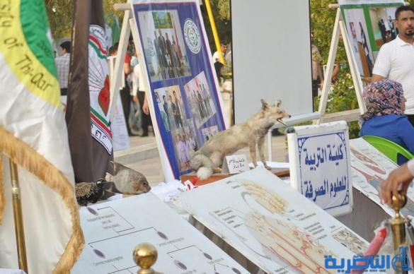 بالصور: الناصرية تحتفي بالذكرى الـ147 لتأسيسها