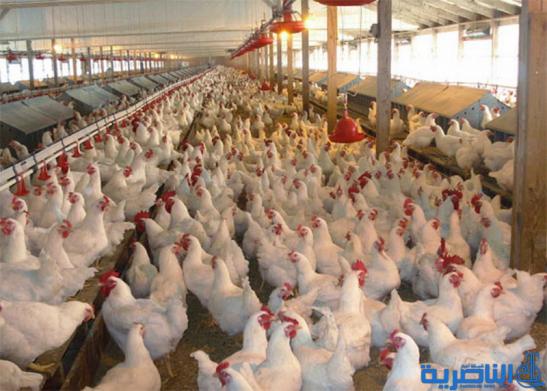 ذي قار ترفع الحظر عن دواجن بابل لخلوها من انفلونزا الطيور