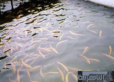  شرطة ذي قار تصادر سبعة اطنان من الاصبعيات السمكية المجففة