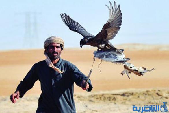 بيئة ذي قار تكشف عن تسلل صيادي الصقور الخليجيين مجددا الى بادية المحافظة