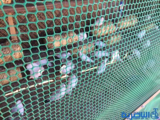البلدية تعيد تاهيل متنزه الناصرية وتزوده بحديقة حيوانات وبحيرة اسماك - تقرير مصور -