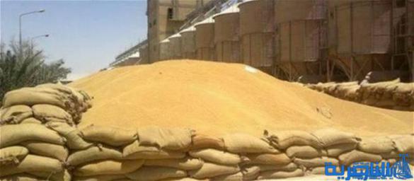 انتهاء موسم تسويق الحنطة في ذي قار باكثر من 116 الف طن