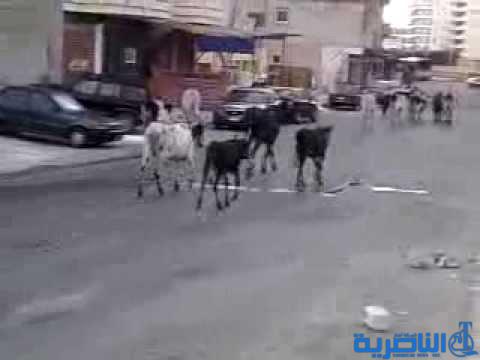 البيطرة .. حليب المواشي في الناصرية قد يحتوي على مواد سامة