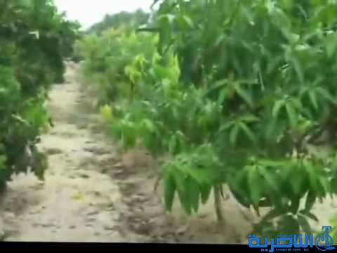 زراعة 140 الف شتلة في صحراء ذي قار ضمن مشروع تثبيت الكثبان الرملية