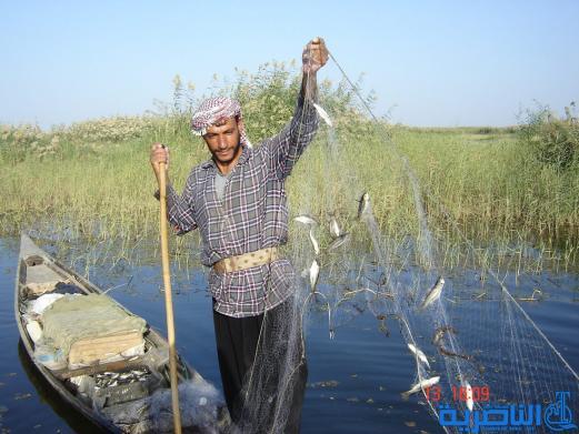 زراعة ذي قار تعلن انتهاء الحظر المفروض عن صيد الاسماك في المحافظة