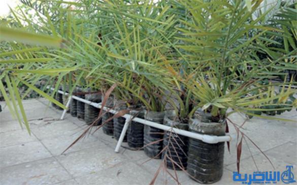  مسؤول زراعي .. محطة اكد للنخيل تحولت الى مشروع مهمل وعديم الفائدة