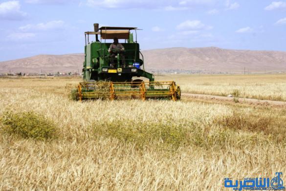 انتهاء عمليات حصاد الحنطة والشعير في ذي قار