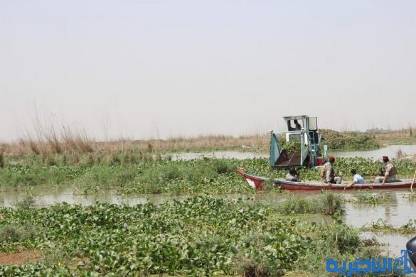  الاسلامي تعلن اطلاق اول حملة تطوعية لمكافحة زهرة النيل -تقرير مصور -
