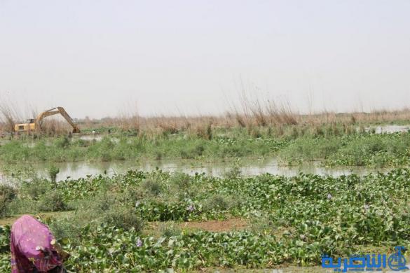 جمعالاسلامي تعلن اطلاق اول حملة تطوعية لمكافحة زهرة النيل -تقرير مصور -