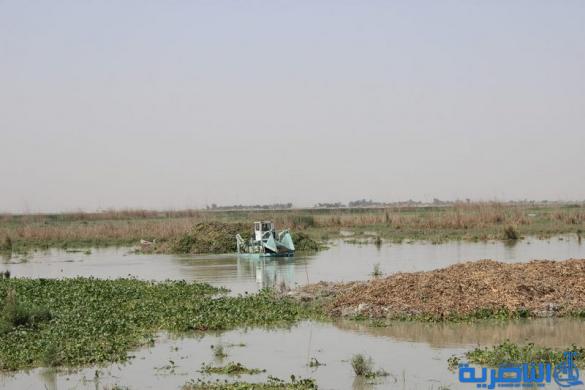 امن الاسلامي تعلن اطلاق اول حملة تطوعية لمكافحة زهرة النيل -تقرير مصور -