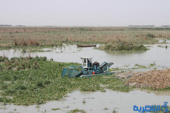ج الاسلامي تعلن اطلاق اول حملة تطوعية لمكافحة زهرة النيل -تقرير مصور -