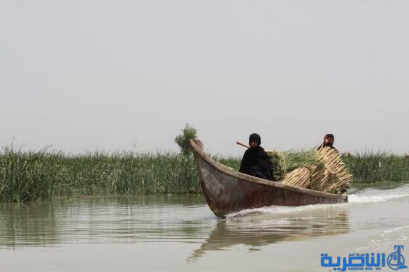 ذي قار : جولة في عمق الاهوار للبعثات الدبلوماسية العاملة في العراق - تقرير مصور -