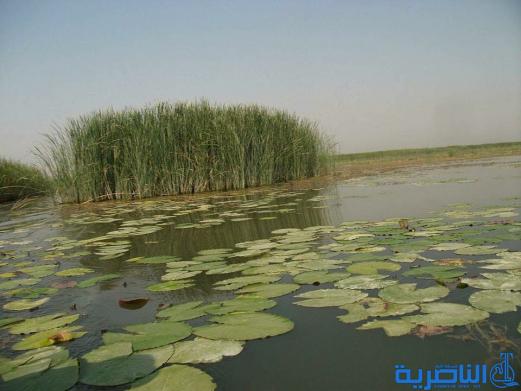 نباتات المياه العذبة تنمو مجددا في هور ابو زرك بعد انحسار ملوحته