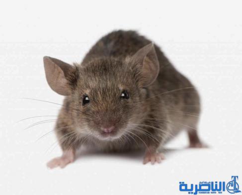 غرائب الشعوب في الزواج