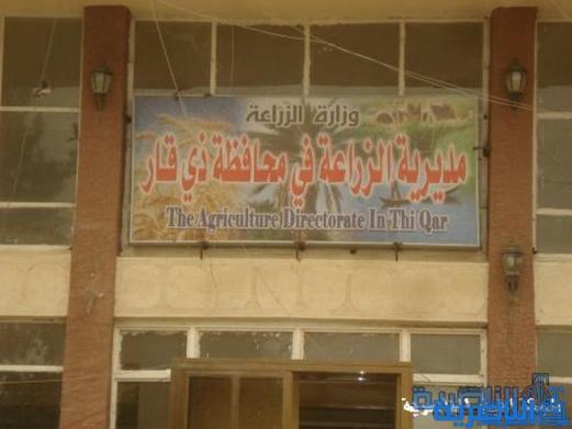 التجارة ترفض تسويق المحاصيل المزروعة خارج الخطة الزراعية في ذي قار