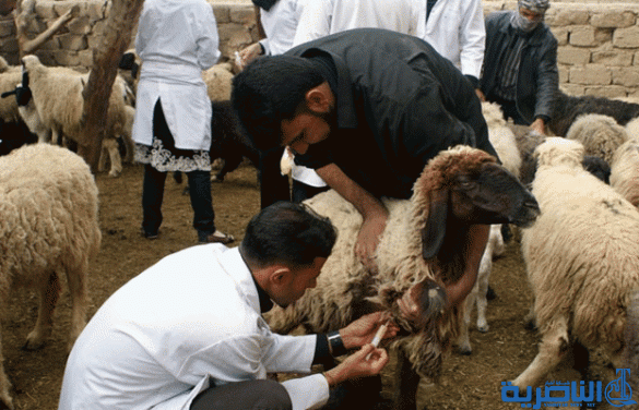 بيطرة ذي قار تنهي حملة لتلقيح المواشي ضد البورسيلا والتسمم المعوي