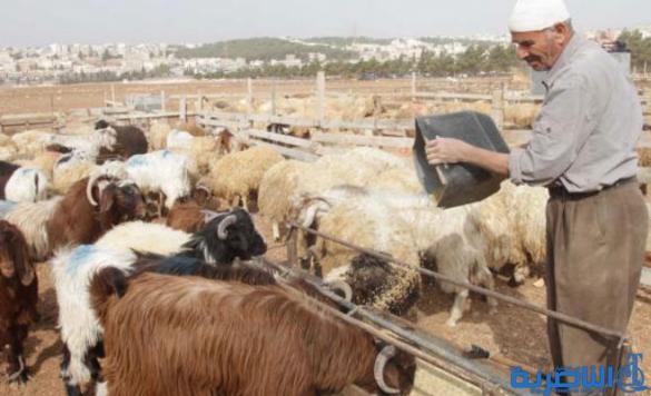 ذي قار تطالب بغداد بتجهيزها بالنخالة لمواجهة تراجع انتاج الاعلاف في المحافظة